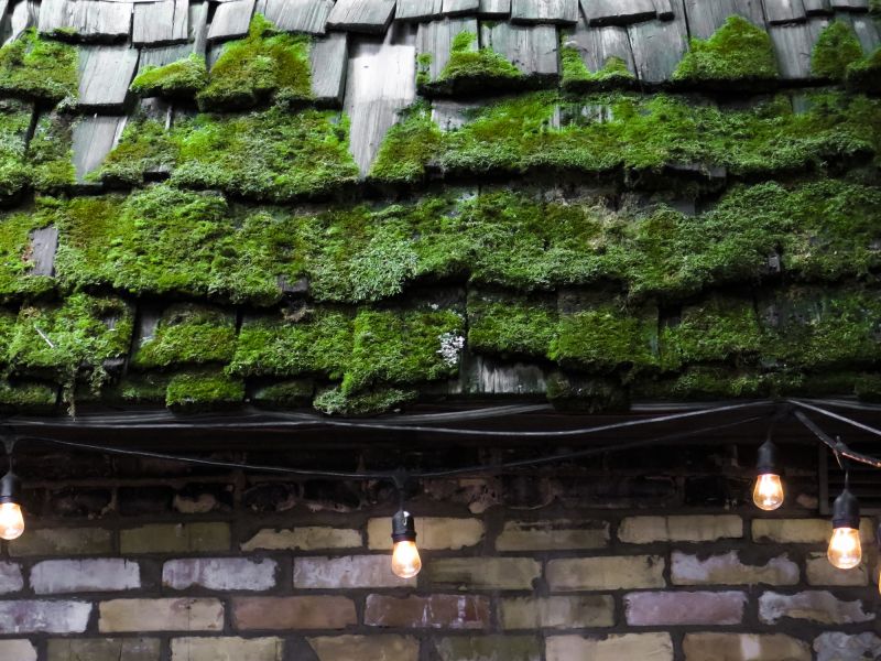 Roof Moss Removal Services Overview
