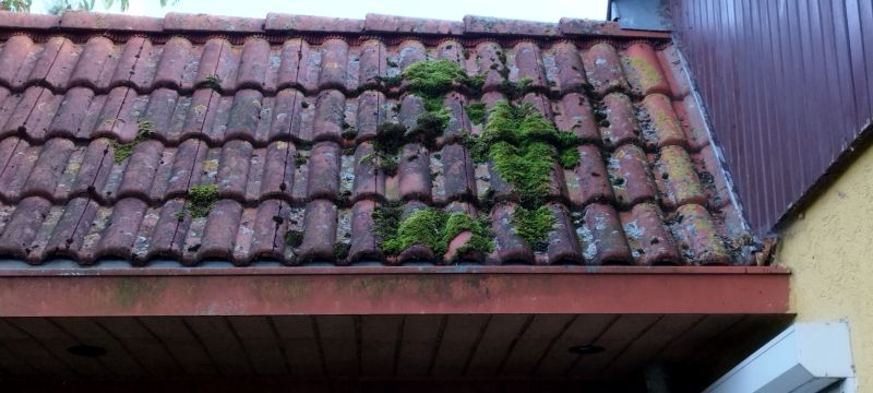 Roof Moss Removal Promotions