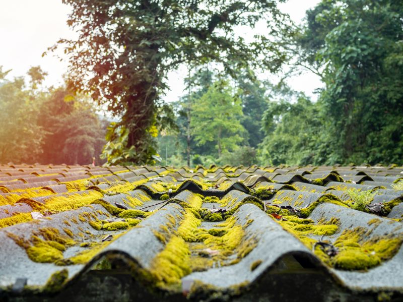 Spring Roof Moss Removal