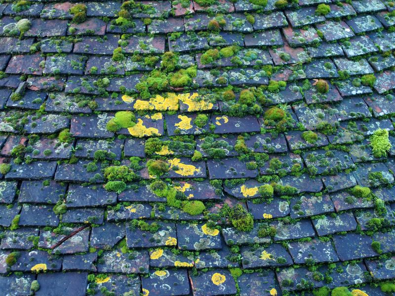 Summer Roof Moss Removal